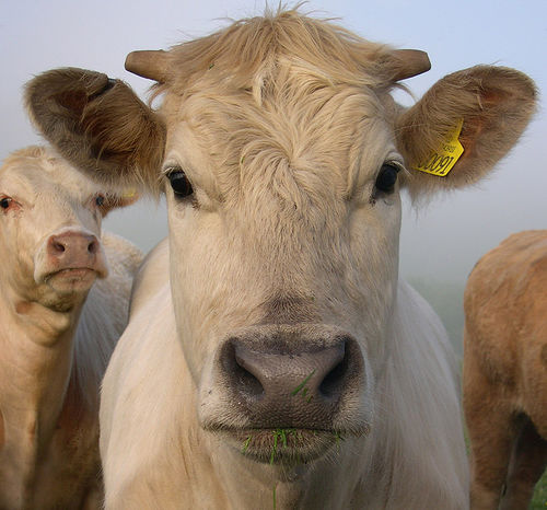 MAP causes Johne's disease in cows